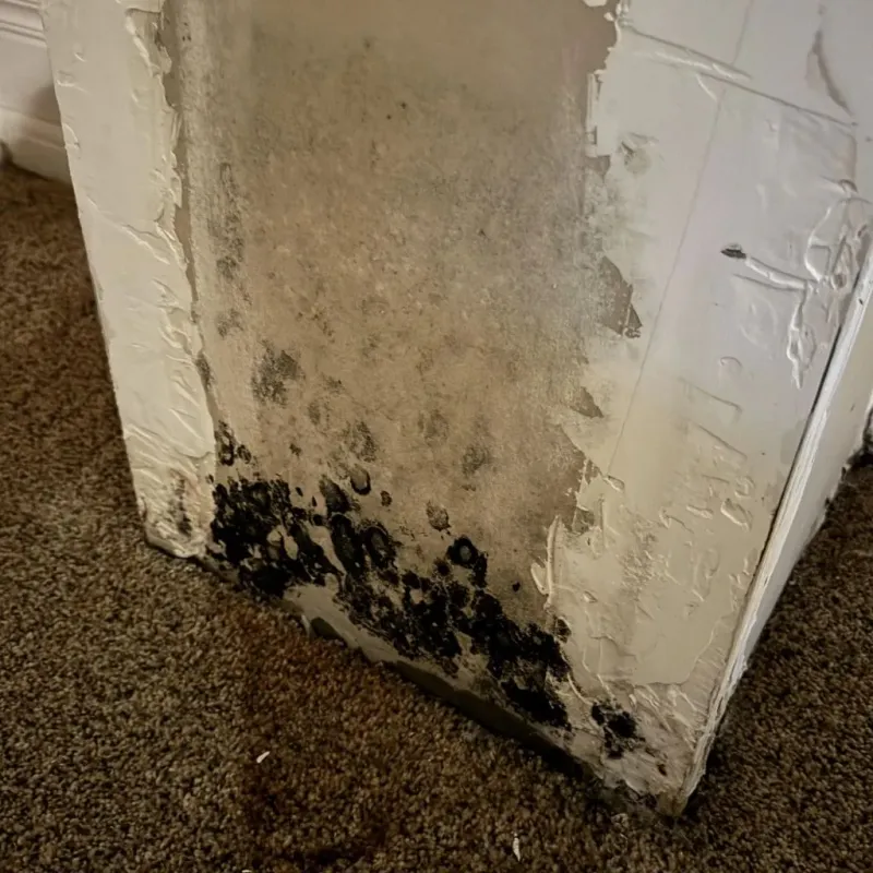 Professional Mold Removal in Rutherfordton, NC